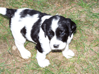 5 Weeks Old