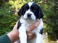 8 Weeks Old