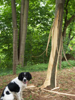 Peeling a Tree